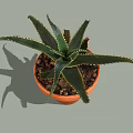Aloe Vera Bonsai Potted Plant in Orange Terracotta Pot with Long Spiky Leaves