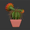 Green Cactus With Yellow And Red Flowers In Pink Decorative Pot