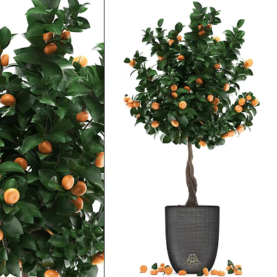 Potted Bonsai Tree with Many Orange Fruits Lush Green Leaves Curved Trunk in Gray Pot 3d model