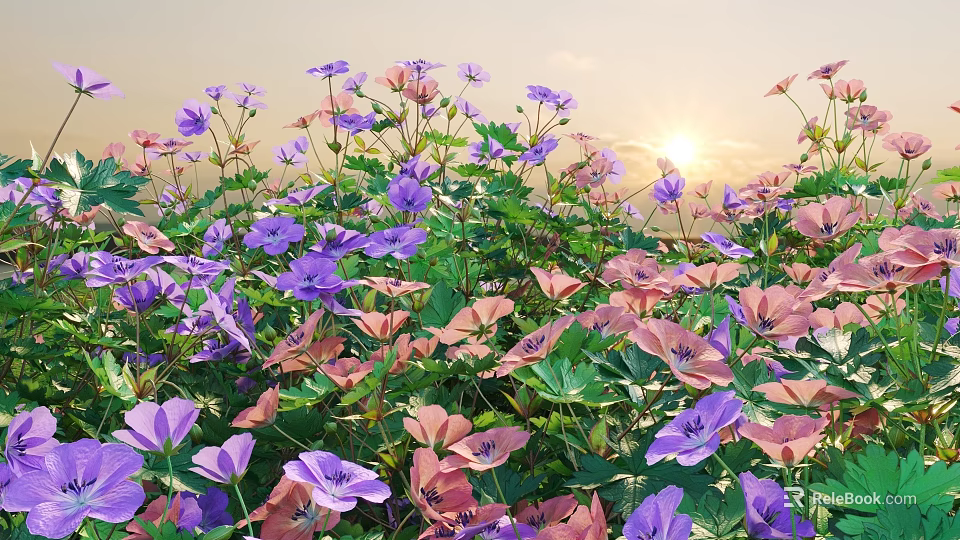 Colorful Garden Flowers With Purple Pink Blooms And Green Leaves At Sunset 3d model 