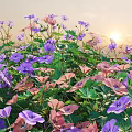 Colorful Garden Flowers With Purple Pink Blooms And Green Leaves At Sunset