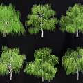 Different Green Arbor Varieties Featuring Various Crown Shapes And Lush Foliage 3d model