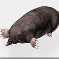 Gray Mole With Round Body Sharp Claws And Whiskered Snout On White Background 3d model