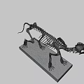 Anatomical Cat Skeleton Model Display On White Base Stand