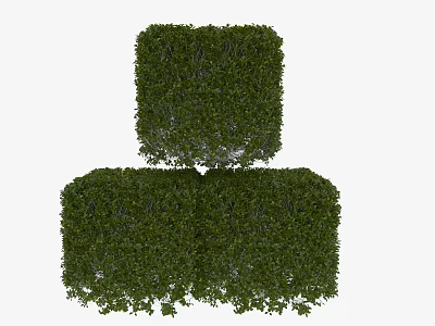 Three Well Trimmed Green Cube Shaped Shrubs In Garden Landscape Design 3d model