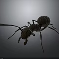 Detailed Black Ant With Long Antennae And Segmented Body On Dark Background
