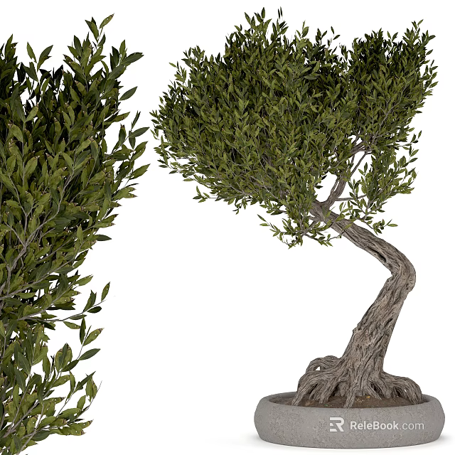 Bonsai Tree With Twisted Trunk Exposed Roots And Lush Green Leaves For Indoor Decor 3d model 