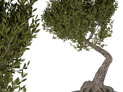Bonsai Tree With Twisted Trunk Exposed Roots And Lush Green Leaves For Indoor Decor 3d model