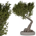 Bonsai Tree With Twisted Trunk Exposed Roots And Lush Green Leaves For Indoor Decor