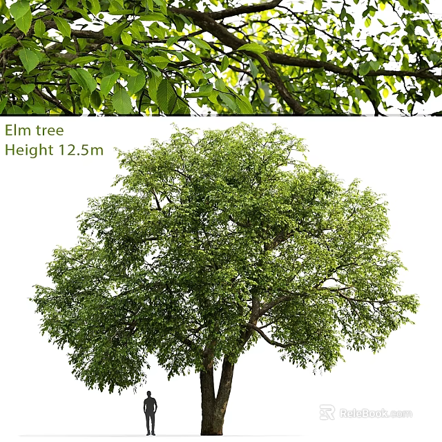 Elm Tree Themed Decorative Ornament Set With 12.5m Height And Natural Design 3d model 