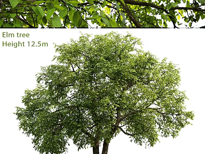 Elm Tree Themed Decorative Ornament Set With 12.5m Height And Natural Design 3d model