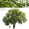 Elm Tree Themed Decorative Ornament Set With 12.5m Height And Natural Design