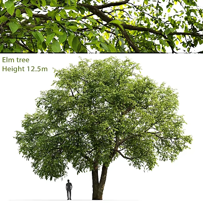 Elm Tree Themed Decorative Ornament Set With 12.5m Height And Natural Design 3d model