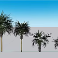 Palm Trees of Different Sizes Standing in a Row with Green Fronds