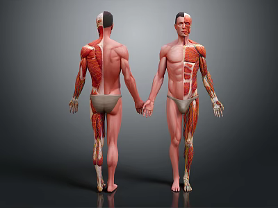 3D Rendered Male Torso Models Showing Head Organs Muscle Anatomy Front Back 3d model