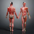 3D Rendered Male Torso Models Showing Head Organs Muscle Anatomy Front Back