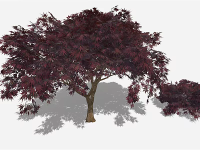 Crimson Leaf Maple Tree With Brown Trunk And Smaller Companion Plant 3d model