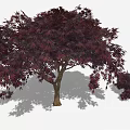 Crimson Leaf Maple Tree With Brown Trunk And Smaller Companion Plant