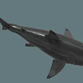 Realistic Gray Shark With Open Mouth Sharp Teeth And Dorsal Fin 3d model