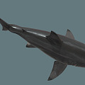 Modern Shark Cartoon Shark 3d model