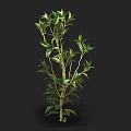 Green Shrub With Multiple Branches And Lush Leaves On Dark Background 3d model
