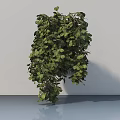 Bonsai Potted Plant with Lush Green Leaves and Hanging Branches on Light Colored Floor