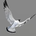 Black and White Seagull Flying with Outstretched Wings Against Gray Sky