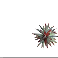 Vibrant Succulent Plant With Red And Green Fleshy Leaves In Rosette Shape For Indoor