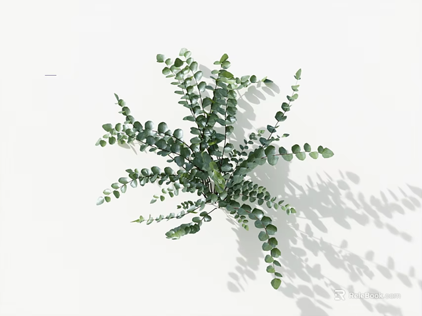 Green Eucalyptus Plant With Oval Leaves Neatly Arranged On White Background And Shadows 3d model 