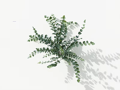 Green Eucalyptus Plant With Oval Leaves Neatly Arranged On White Background And Shadows 3d model