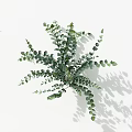 Green Eucalyptus Plant With Oval Leaves Neatly Arranged On White Background And Shadows