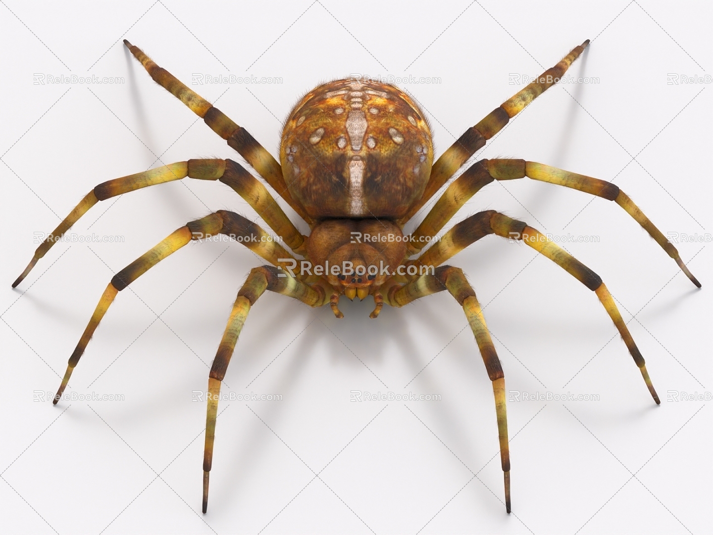 Spider Reptile Black Widow 3d model