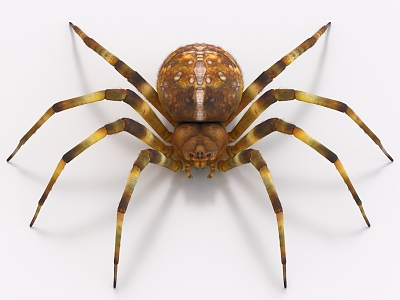 Spider Reptile Black Widow 3d model