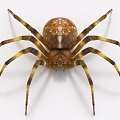 Spider Reptile Black Widow 3d model