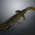 Chinese Giant Salamander Aquatic Animal With Long Body Rough Skin And Tail