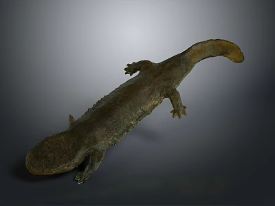 Chinese Giant Salamander Aquatic Animal With Long Body Rough Skin And Tail 3d model Chinese Giant Salamander Aquatic Animal With Long Body Rough Skin And Tail 3d model