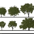 Various Arbor Trees With Lush Green Foliage And Different Crown Shapes 3d model
