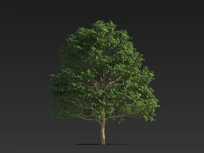 Arbor With Lush Green Leaves Tall Straight Trunk And Natural Growth Shape 3d model