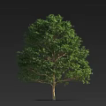 Arbor With Lush Green Leaves Tall Straight Trunk And Natural Growth Shape