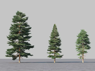 Evergreen Arbor Trees In Various Sizes With Green Foliage And Brown Trunks On Paved Ground 3d model