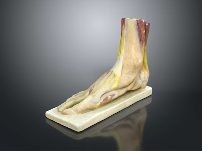 Anatomical Foot Organ Model Showing Muscles Vessels And Hair Structure 3d model