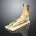 Anatomical Foot Organ Model Showing Muscles Vessels And Hair Structure