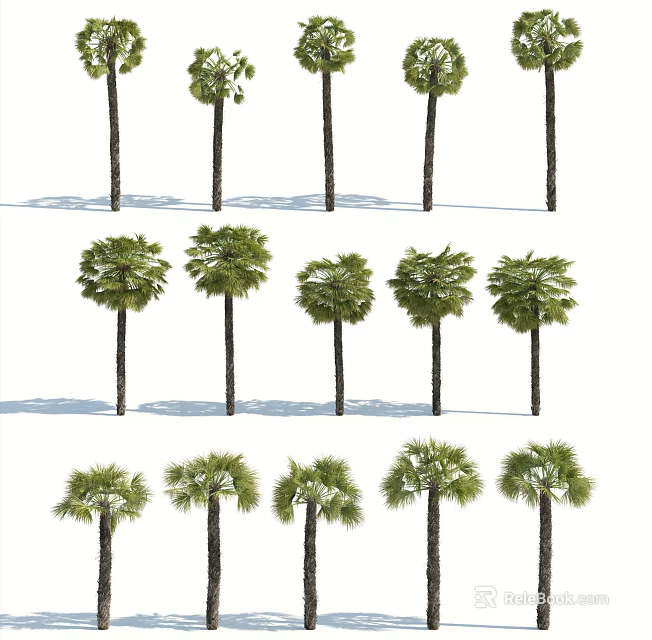 Palm Trees With Various Forms And Green Foliage For Landscape Design 3d model 