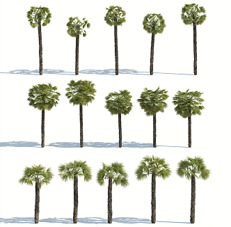 Modern Palm Tree 3d model