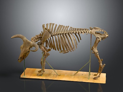 modern skeleton cow skeleton cow skeleton 3d model