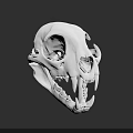 White Animal Skull With Sharp Canine Teeth And Detailed Bone Structure