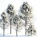 Snow Covered Arbor Trees Standing In Winter Natural Landscape With White Snow