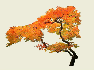 Vibrant Deciduous Tree With Orange Red Leaves And Curved Branches In Autumn 3d model