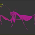 Green Mantis with Vibrant Body Extended Forelegs and Long Antennae