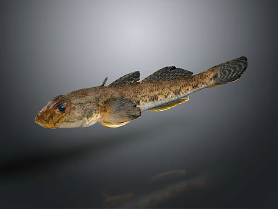 Fish Shaped Household Decoration With Brown Black Spots And Gray Background 3d model